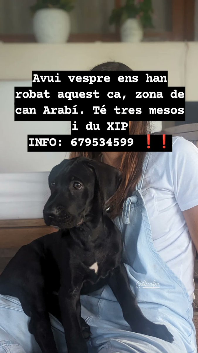 Avui vespre ens han robat aquest ca, zona de can Arabí a Binissalem. Té tres mesos i du XIP
Info: 679534599 ❗❗