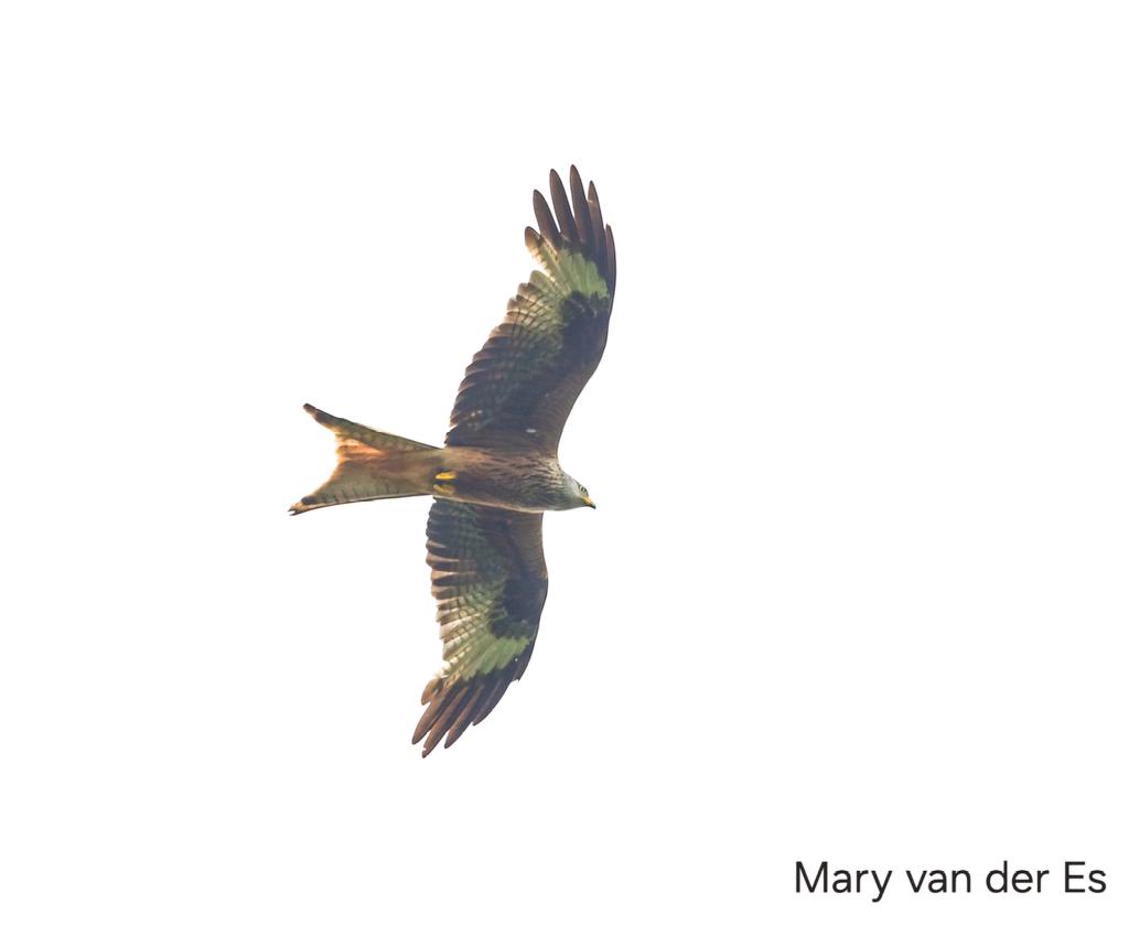 maryvanderes's tweet photo. #BirdsSeenIn2024
#Rode_Wouw #Milvus_milvus #Red_Kite in the #Netherlands .
@Britnatureguide @Float_photo @Sovon @vogelnieuws . https://t.co/lhjd2fHQ8z