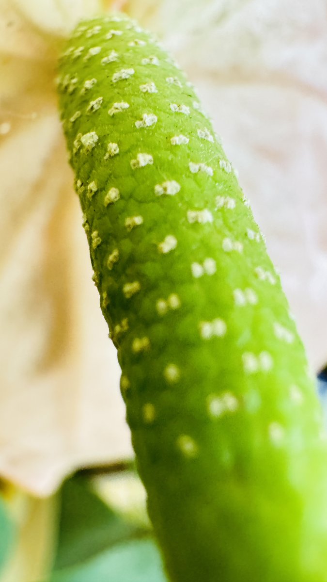 macrobyrahul's tweet image. Green Stem Texture #macrophotography, #naturephotography, #texture, #green, #organicforms, #plantdetails, #closeup, #detailednature, #macro_perfection, #naturalmacro