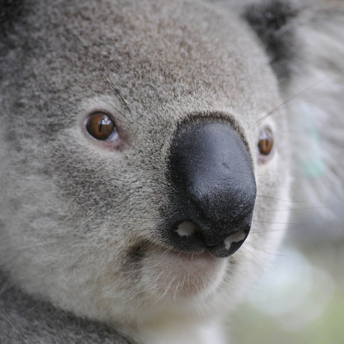 savethekoala's tweet photo. On Sunday the 1st of September 2024 join the #KoalaArmyMarch for #CreaturesGreatandSmall in Canberra, ACT. Choose an animal squadron, dress up as your favourite animal – and make this a truly festive day with a purpose! https://t.co/qAFp86D787 #KoalaProtectionAct @DeborahTabart https://t.co/Vn3I8EBQ9R