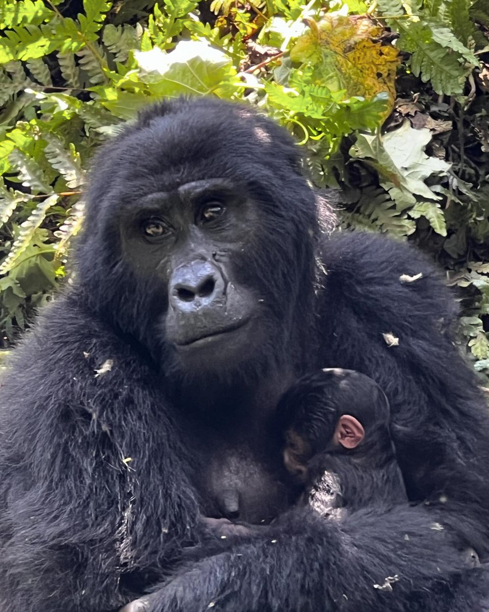 Jennifer Verdolin tweet media