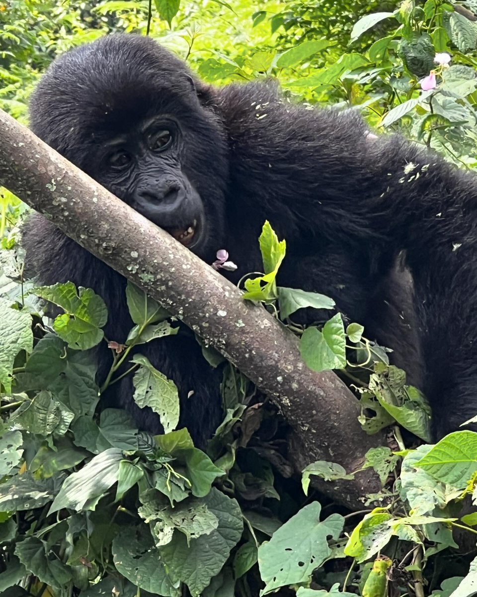 Jennifer Verdolin tweet media