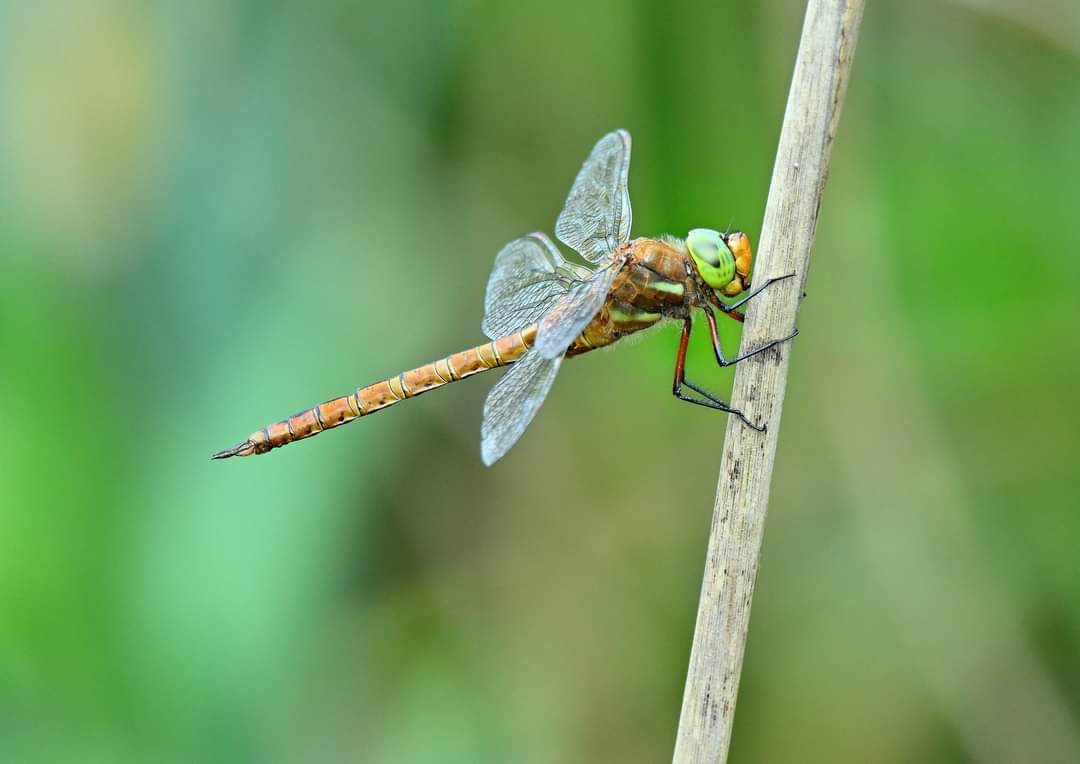 malcinweston's tweet photo. Lovely to see several Norfolk Hawkers at RSPB Radipole Lake this week. https://t.co/TbVvHMEpOQ