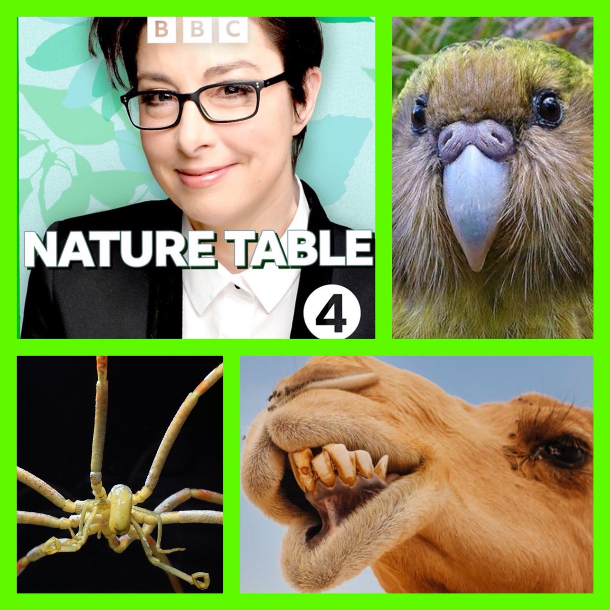 SimonichollS's tweet photo. TODAY 4:30 new NATURE TABLE from @zsllondonzoo on @BBCRadio4 & @BBCSounds. Join @sueperkins & guests for incredible facts & silliness on Wild Camels🐫, Kakapo🦜, Sea Spiders🕸️ & Macaques🐒. *SPOILER ALERT* It’s a very funny episode.😉 #naturetable https://t.co/UfaGXTTjEy