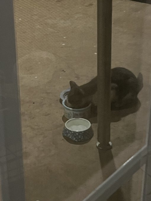Another kitty just showed up out back. I&rsquo;ve never seen it before and I think it&rsquo;s a male. He&rsquo;s really