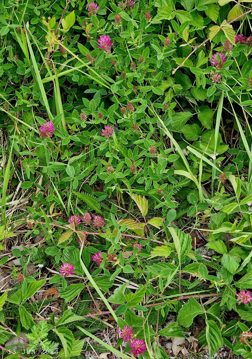 IDadzkov's tweet photo. Red clover bloomed out. Rödklöver blommade ut. Луговой клевер зацвёл.
#nature #summer #flowering #RedClover #rödklöver #FodderCrop #FloweringPhoto https://t.co/rFbXbxF8b3
