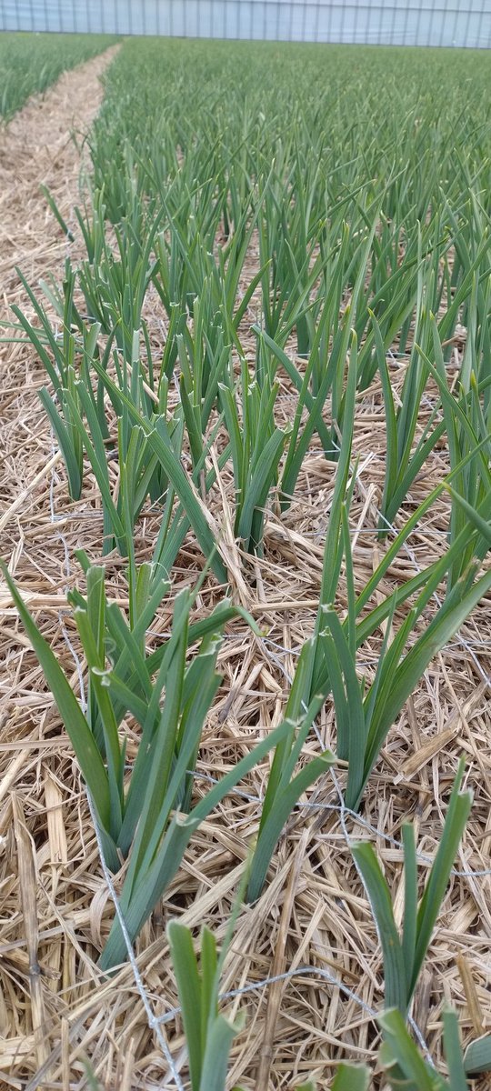 Dit jaar is er helaas veel schade door hazen te zien in onze irissen, de bovenkant van de plant word er dan door 🐇 afgeknabbeld. Door de vele regens en de lage temperatuur voor de tijd van het jaar liggen de irissen circa 2 weken achter op schema. #uitdagendetijd  🇳🇱  #hongkong