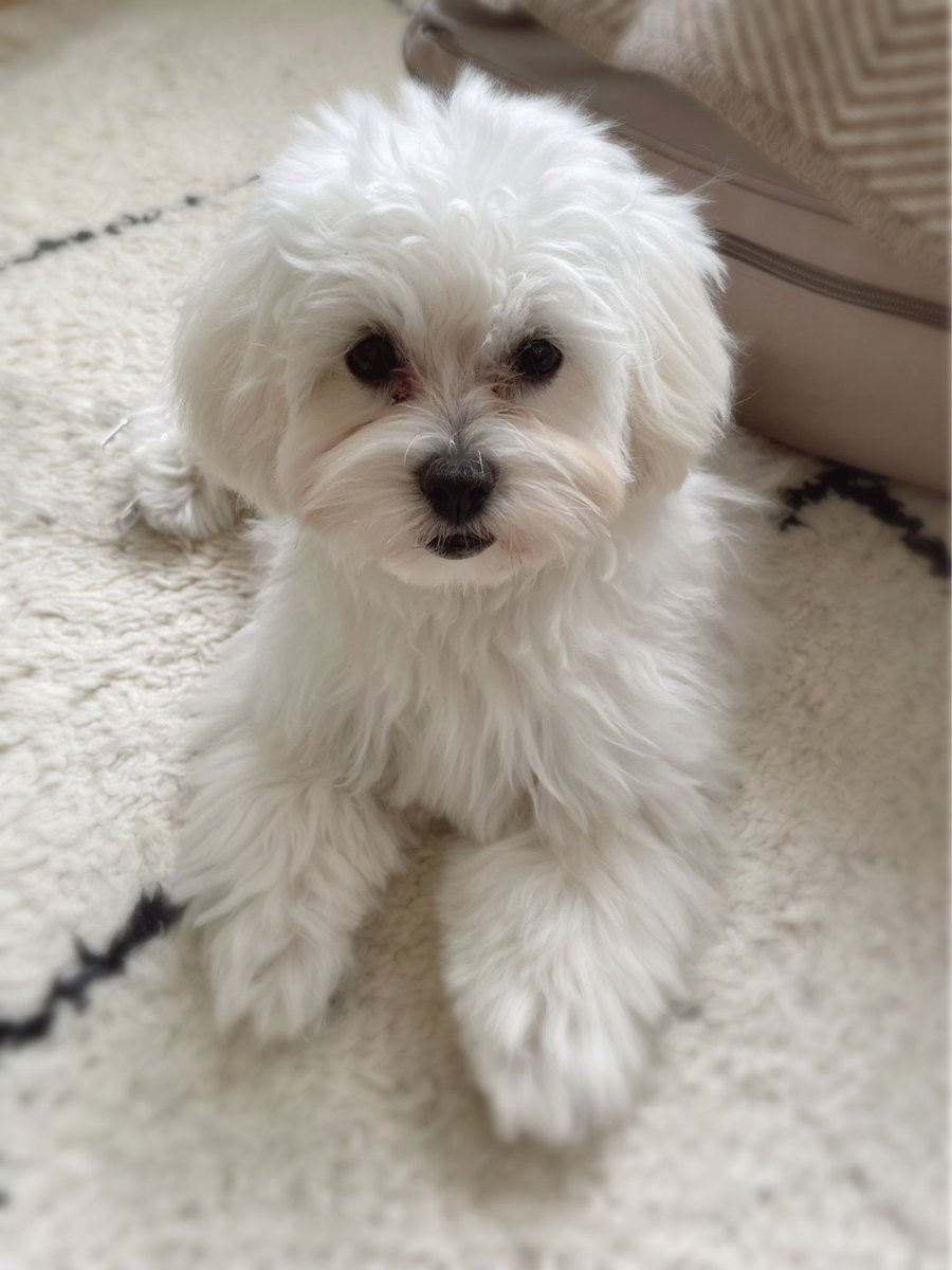 mayokomugi's tweet photo. 注：同一犬です。 https://t.co/D6LwXbuw5B