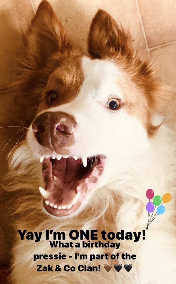 zakthecolliedog's tweet photo. Ruben is 1 today!
Happy Birthday #RescueRu - we’re so pleased you’ve joined us! 🤎
Love from the Harmer Clan ❤️❤️❤️❤️

#zakthecolliedog https://t.co/PkF6CW7Bij