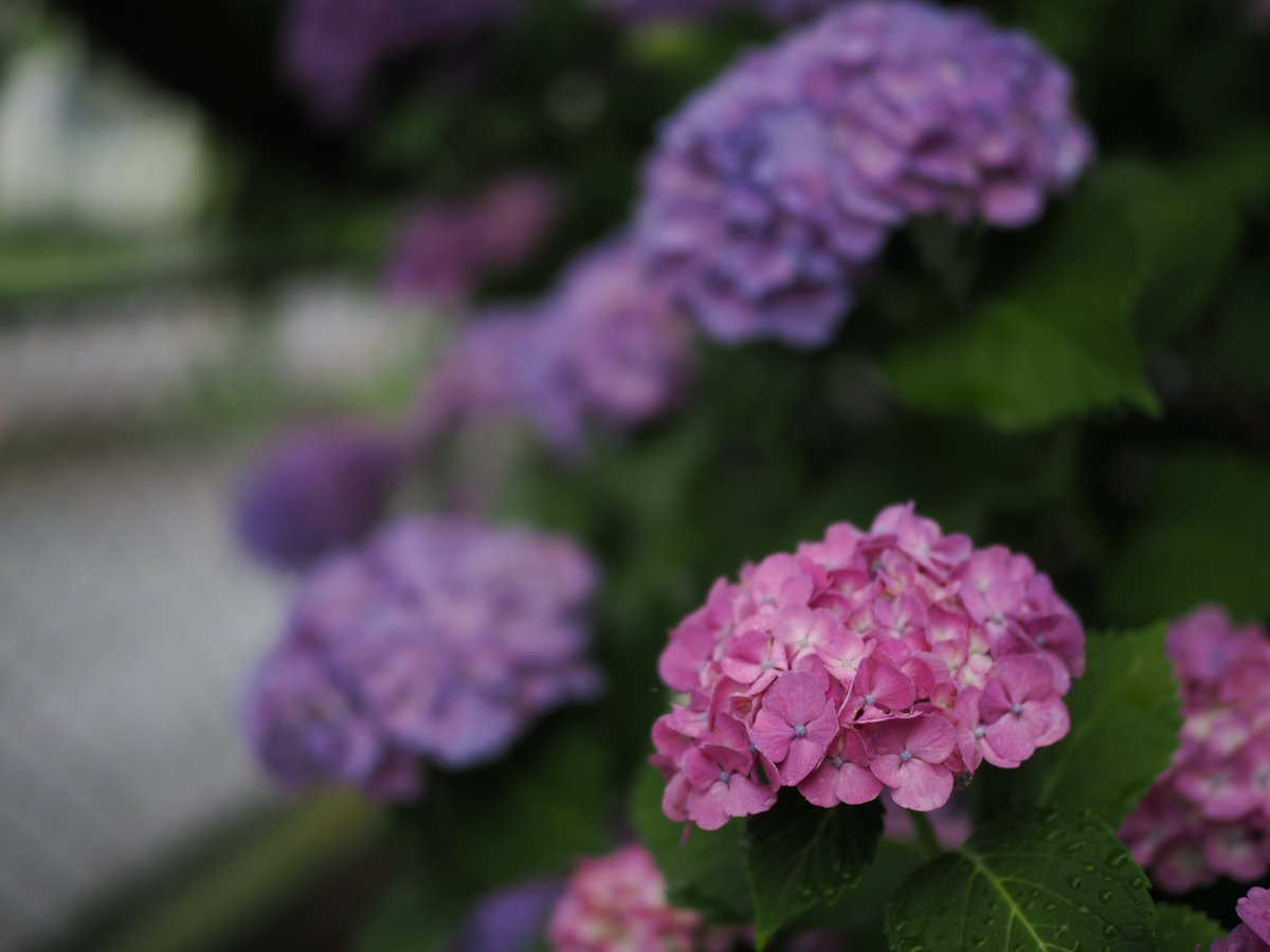 butsuyoku_man's tweet image. #きらりんの園芸部