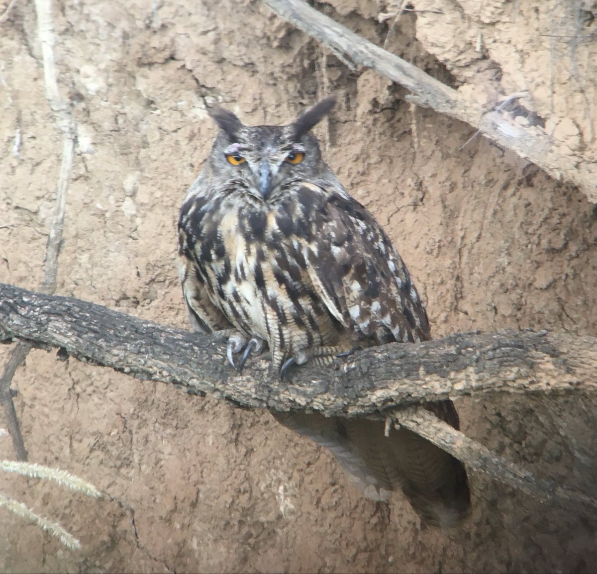 joan real tweet media