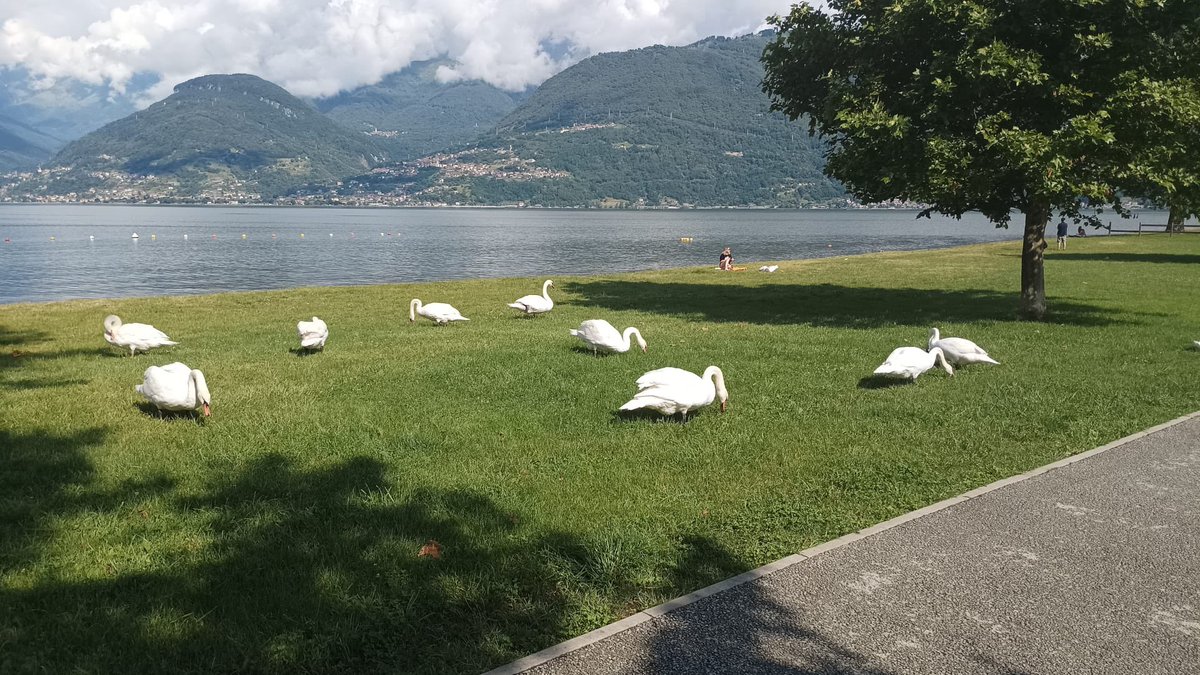lumachina58's tweet image. Bagnanti a #Colico