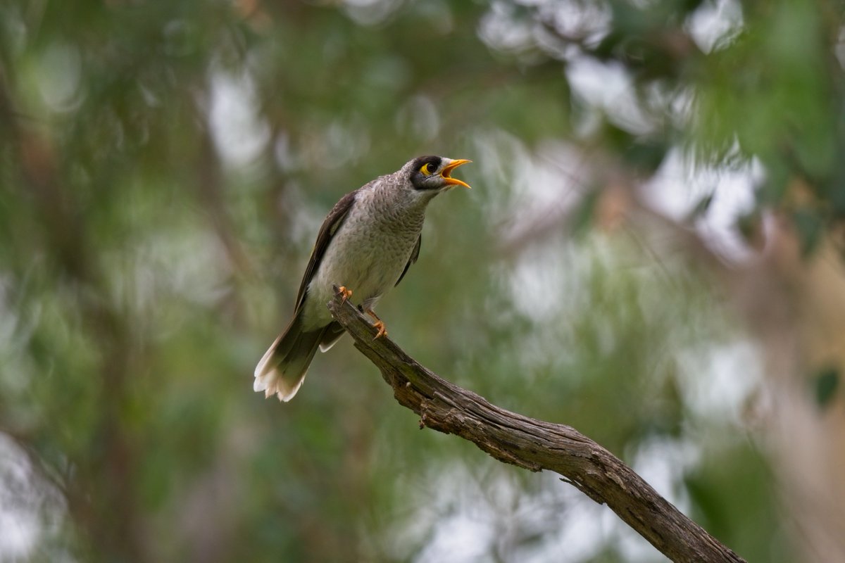 AvianBiology's tweet photo. NEW PAPER: noisy miner mobbing is not indiscriminate, with location relative to colony borders and caller familiarity both influencing the expression and strength of mobbing behaviour.
➡️ https://t.co/WqztMTBDPo
@NordicOikos @Julie_M_Kern #ornithology #VocalCommunication https://t.co/fQUCDxX2h9