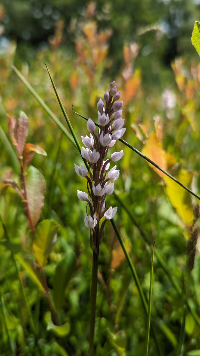 LemonStephen's tweet image. Aberrant form of Common Spotted Orchid from Kent with strange flowers that don't appear to have spurs.  Peloria or pseudopeloria?