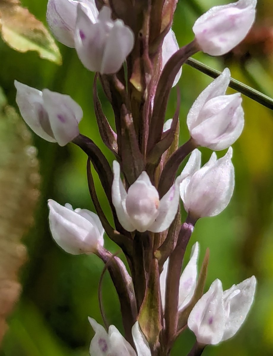 LemonStephen's tweet image. Aberrant form of Common Spotted Orchid from Kent with strange flowers that don't appear to have spurs.  Peloria or pseudopeloria?