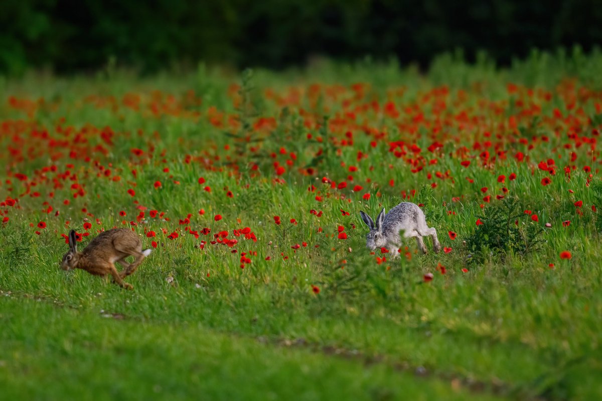 SW_PhotoNature's tweet photo. Look who I found prancing in the poppies yesterday…Ghostly Grey! #hare #bluehare #greyhare #ghostlygrey #magical #leucistic #wildlifephotography #silverhare #BBCWildlifePOTD #Norfolk #springwatch https://t.co/AlInIDrrjX