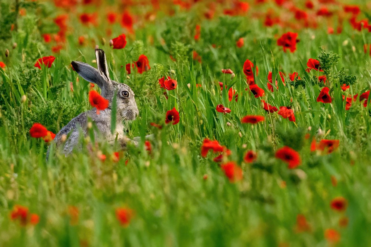 SW_PhotoNature's tweet photo. Look who I found prancing in the poppies yesterday…Ghostly Grey! #hare #bluehare #greyhare #ghostlygrey #magical #leucistic #wildlifephotography #silverhare #BBCWildlifePOTD #Norfolk #springwatch https://t.co/AlInIDrrjX