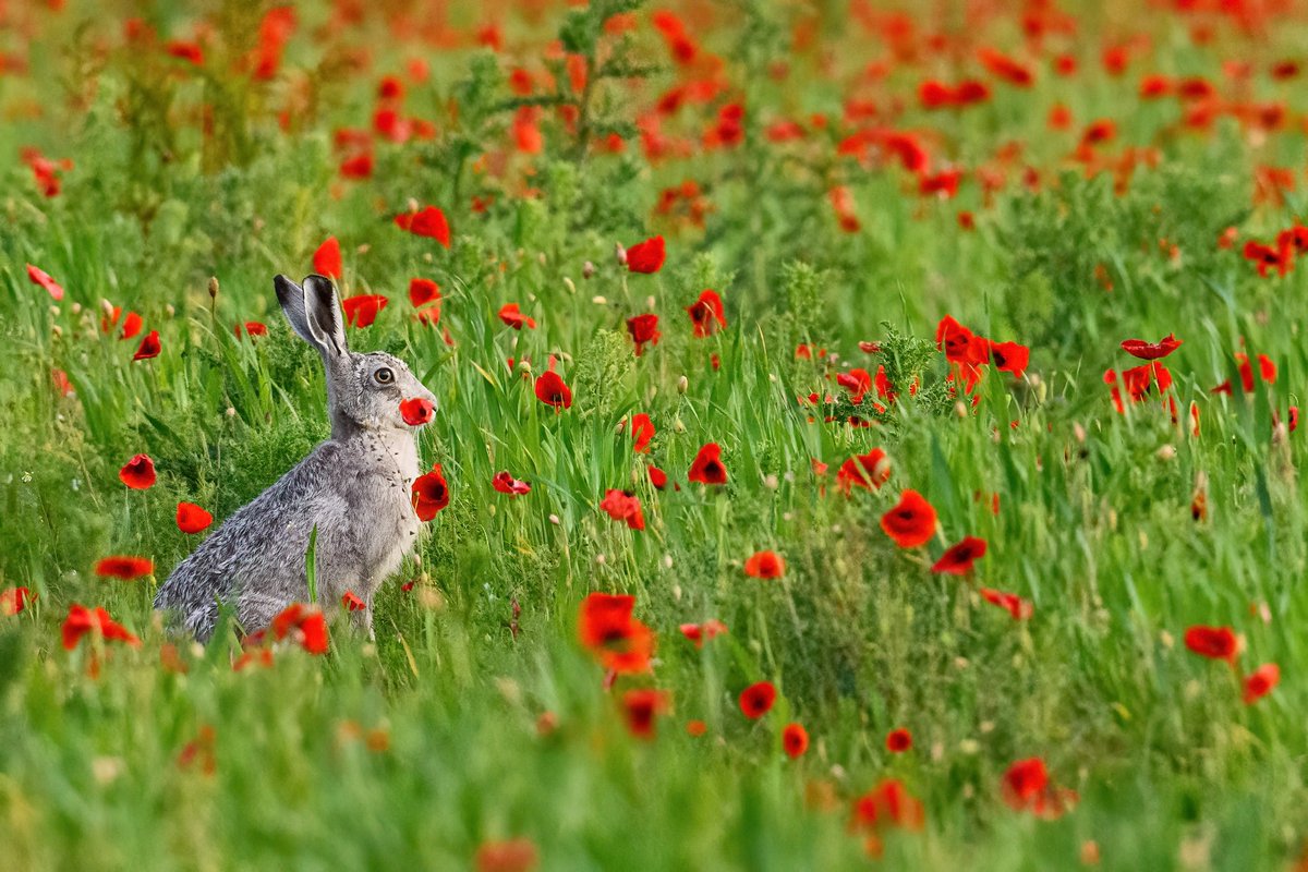 SW_PhotoNature's tweet photo. Look who I found prancing in the poppies yesterday…Ghostly Grey! #hare #bluehare #greyhare #ghostlygrey #magical #leucistic #wildlifephotography #silverhare #BBCWildlifePOTD #Norfolk #springwatch https://t.co/AlInIDrrjX
