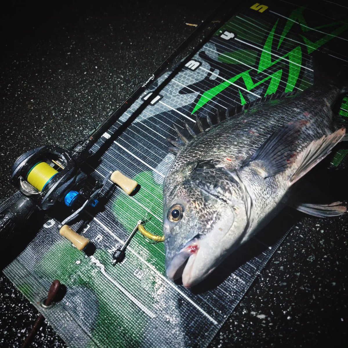 Ds_0909's tweet photo. omotti10gに
BRISHツインテールプロトを
ぶっ飛ばして、
追わせて追わせて岸際で喰わす。
そんな感じです。
#チニング https://t.co/AoIVY6JgQs