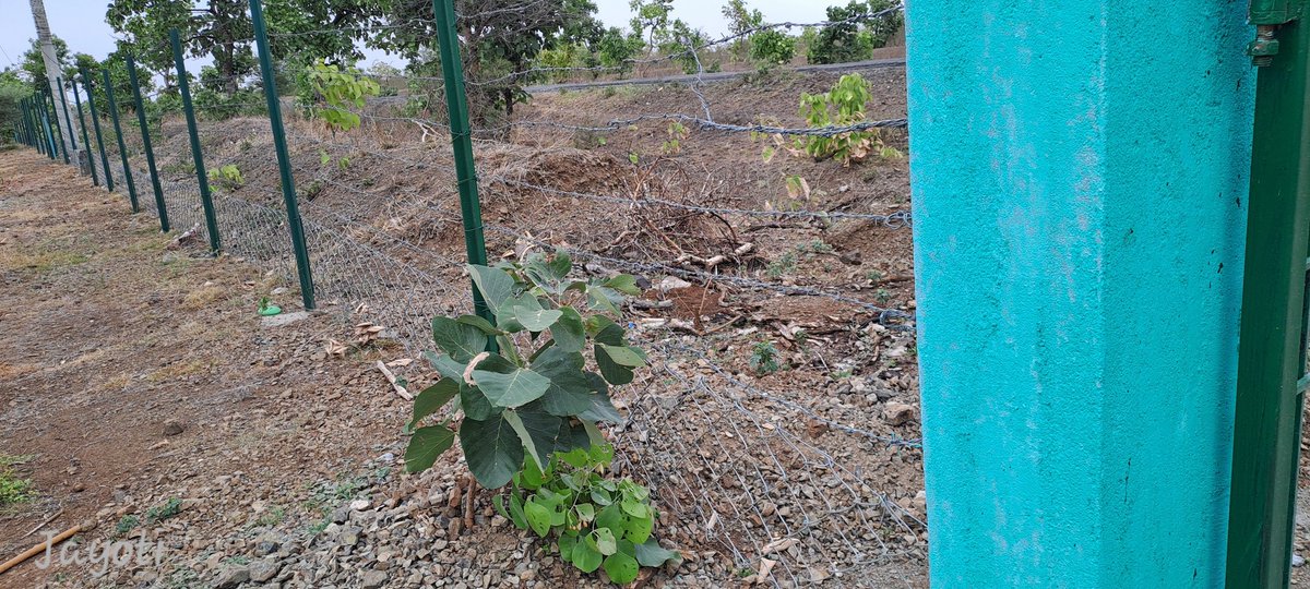 jayotibanerjee's tweet photo. Forest Plantation Sites are usually bounded by Trench Cum Mounds,
#ChainLinkFencing is being tried in some sites of CAMPA scheme, For better protection against grazing
Mark how the lower fence is designed
To prevent wild pigs from barging in & chomping off the bamboo rhizomes! https://t.co/iS13hl1JWC