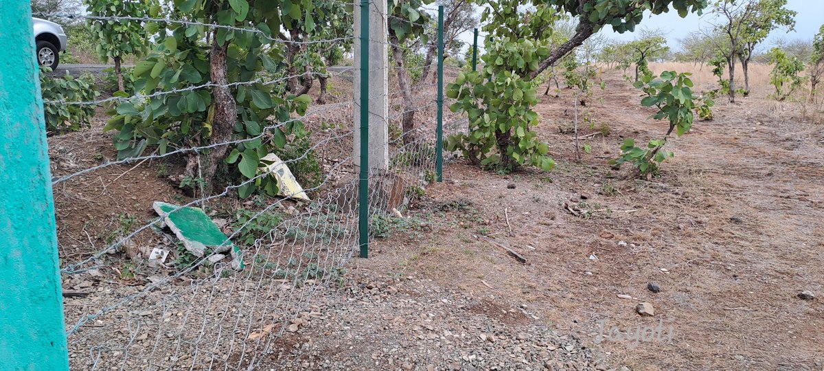 jayotibanerjee's tweet photo. Forest Plantation Sites are usually bounded by Trench Cum Mounds,
#ChainLinkFencing is being tried in some sites of CAMPA scheme, For better protection against grazing
Mark how the lower fence is designed
To prevent wild pigs from barging in & chomping off the bamboo rhizomes! https://t.co/iS13hl1JWC
