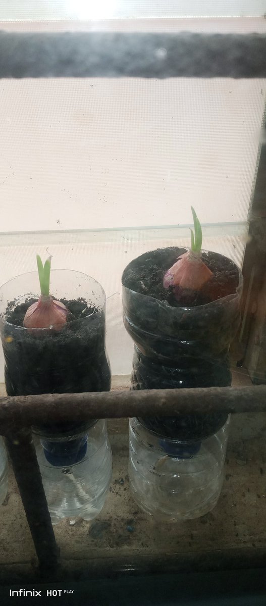 HeartyFarms's tweet photo. Are you a lover of spring onions? All you need are onions, used bottle, wick and plant medium (soil). @Nig_Farmer @olusegunyemi @brownsugarsoa @sarnchos https://t.co/ZF3g8MNPIv
