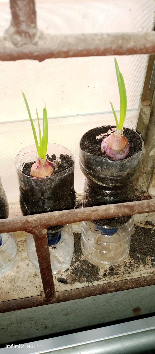 HeartyFarms's tweet photo. Are you a lover of spring onions? All you need are onions, used bottle, wick and plant medium (soil). @Nig_Farmer @olusegunyemi @brownsugarsoa @sarnchos https://t.co/ZF3g8MNPIv