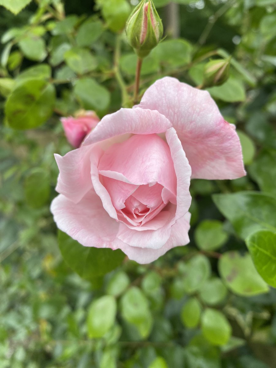 JoyInTheSeasons's tweet image. The delicate, intricate detail of a pink rose 💗 #JoyInSpring #JoyInSummer