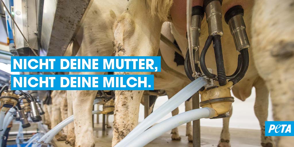 Schmerzen, Dreck, Misshandlung und Tod: Genau SO lässt sich die #Milchindustrie in etwa zusammenfassen.💔