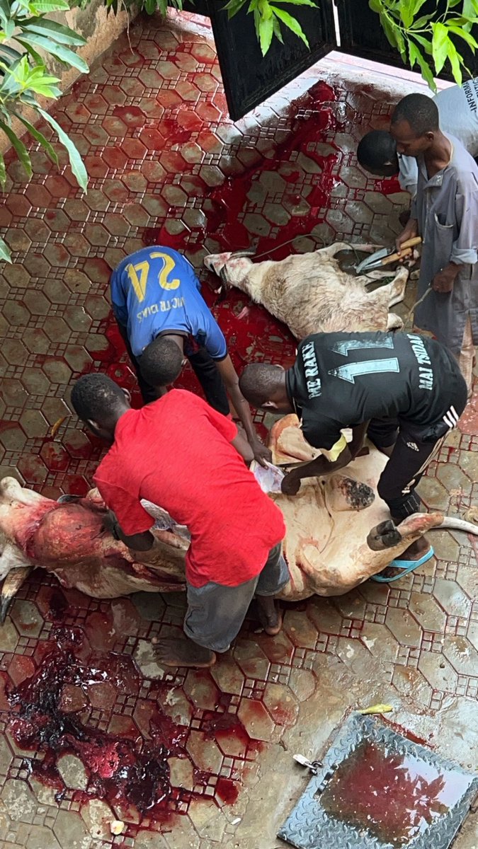 Kabir_ae's tweet photo. Eid Mubarak from    @peta https://t.co/44wtRzi2vH