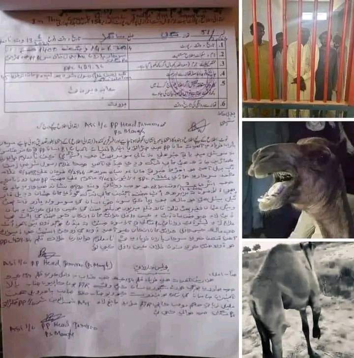 Apkawaseem's tweet photo. سوشل میڈیا پاور زندہ باد ✌✌
آخر کار اونٹ 🐫 کی ٹانگ کاٹنے والا وڈیرہ گرفتار ۔۔۔۔۔۔۔ https://t.co/we7Pk4vC8y