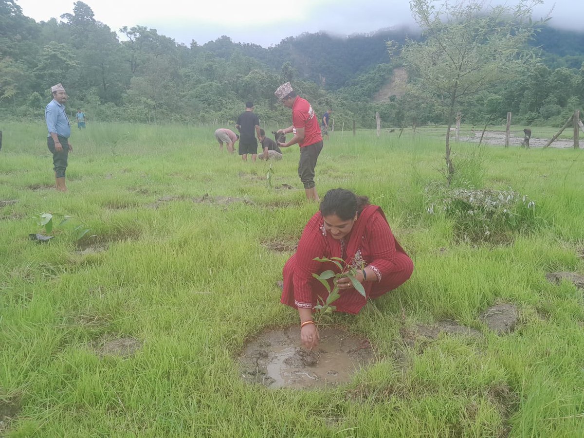BRCRN2020's tweet photo. BRCRN planted 1000 saplings of indigenous species at Kamal Community Forest, Chulachuli-1, Ilam, on the occasion of Chure Day 2024. Saplings of guava, gooseberry, bamboo, and other species were planted.
@FAONepal @MOFENepal
#chure #conservation #tree #plantation #Nepal https://t.co/Lfi18HcEfL