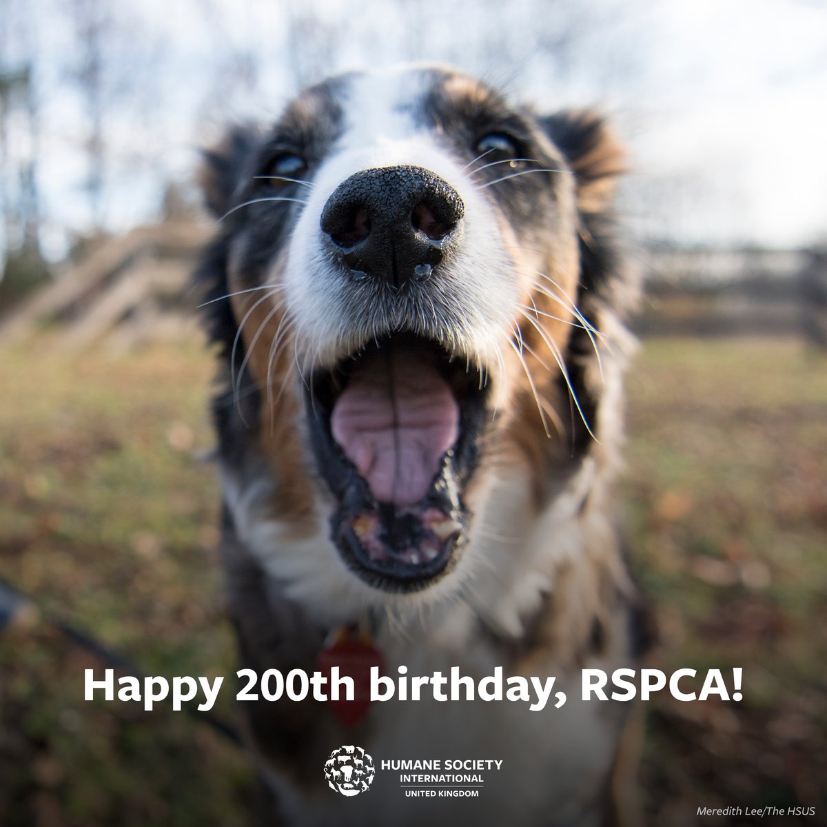 humaneworlduk's tweet photo. Today we’re wishing our friends at @RSPCA_official a very happy 200th birthday! 🎉🐾

For the past two centuries the RSPCA has rescued countless animals from harm, prosecuted and stopped animal abusers, and campaigned tirelessly for new and stronger animal protection laws.

We have worked collaboratively with the RSPCA on many occasions to achieve positive change for animals, including our Animals Matter coalition representing the millions of British people who want political parties to commit to stronger animal laws in their manifestos.

Since their founding, the RSPCA have prompted a vital social shift in how people treat animals in this country, a shift that is ongoing! Thank you from all of us for blazing a trail for animal protection!
