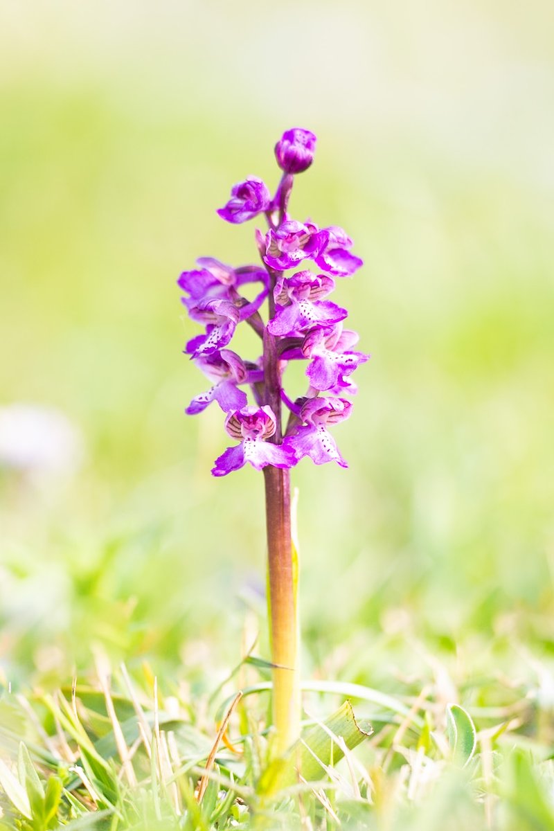 SimonGray14's tweet photo. Had wanted to see the Green Winged Orchids at Killard NR, Co Down for ages but never managed it! Finally did this year! @UlsterWildlife @BSBI_Ireland @StrangfrdLecale #killard #greenwingedorchid https://t.co/GjC59sKCHn