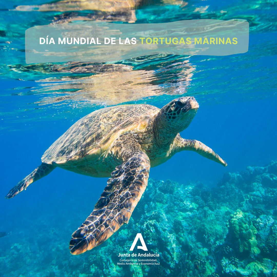 Consejería de Sostenibilidad y Medio Ambiente tweet media