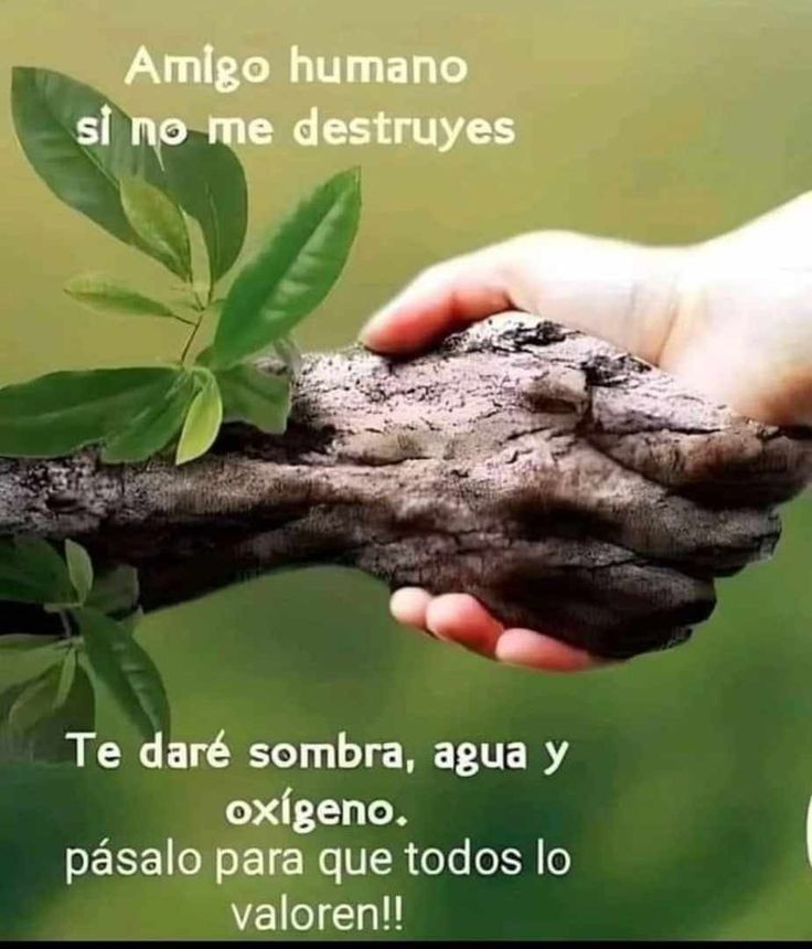 Tenemos que plantar árboles, muchos árboles!!!
