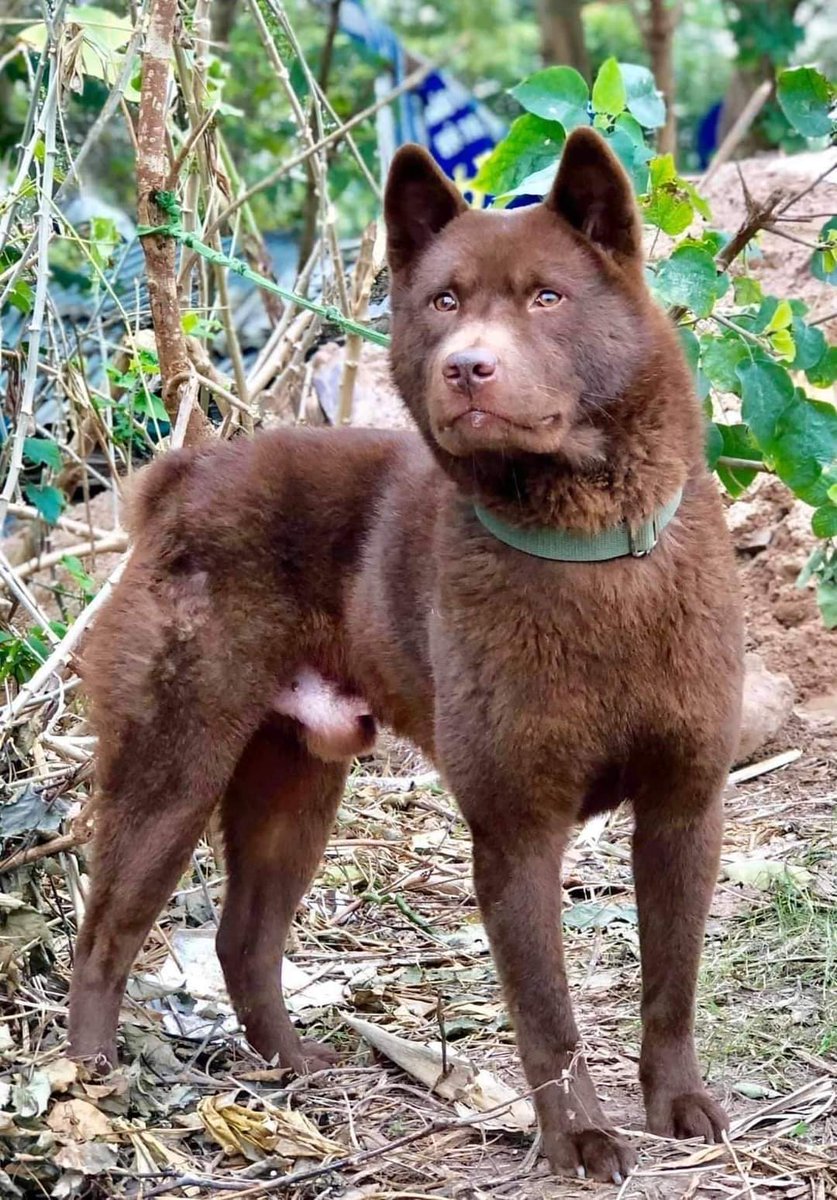 Aris Pedigree tweet media