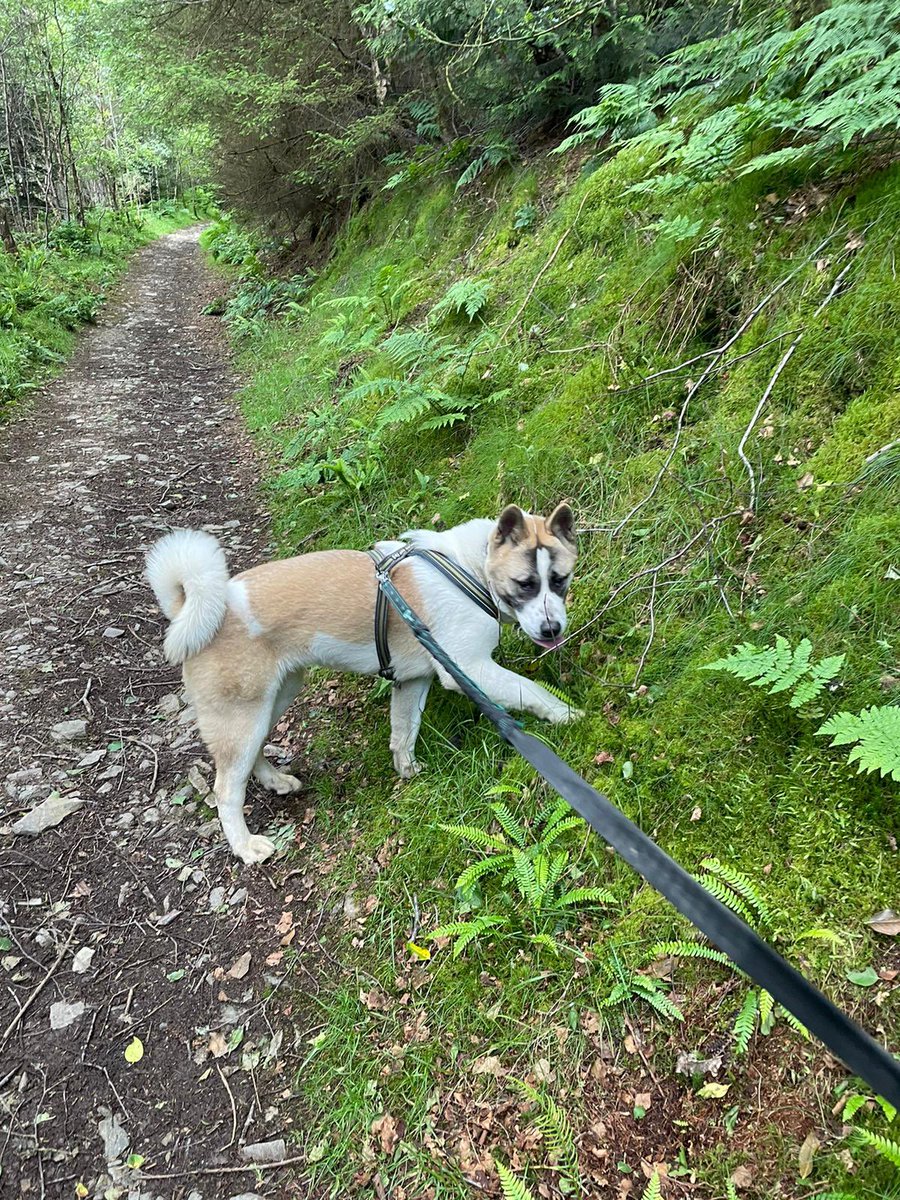 Kyla our 15 month old Akita girl is still patiently waiting for her forever home. She’s very small for an Akita but full of energy and fun. we really need to find this girl her forever home as soon as we can. All her info is on her profile. Head over to skylorsanimalrescue.com