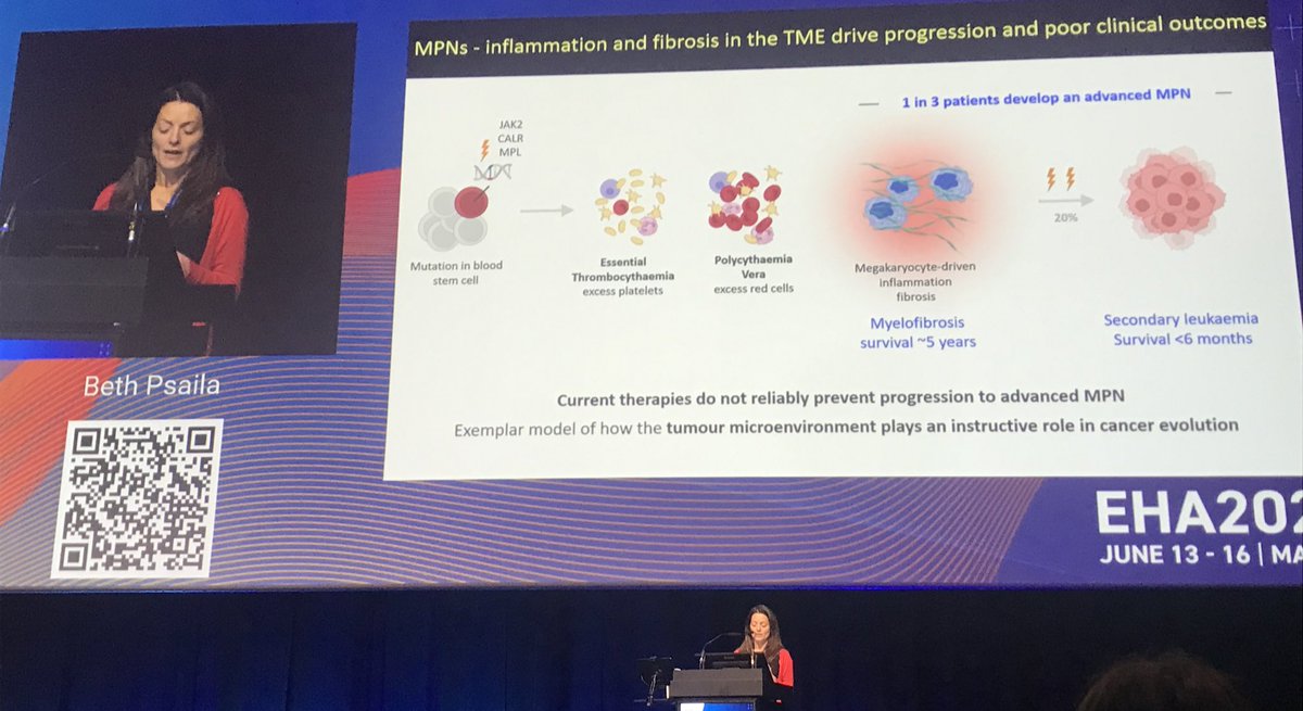 GuezguezL's tweet image. Compelling #EHA2023 session chaired by @SKordasti on how chronic #inflammation in #MDS #MPN #AML remodel the marrow #microenvironment towards driving disease progression and evidence for impact on #immunotherapy response, presented by @UwePlatzbecker @beth_psaila Marc Raaijmakers