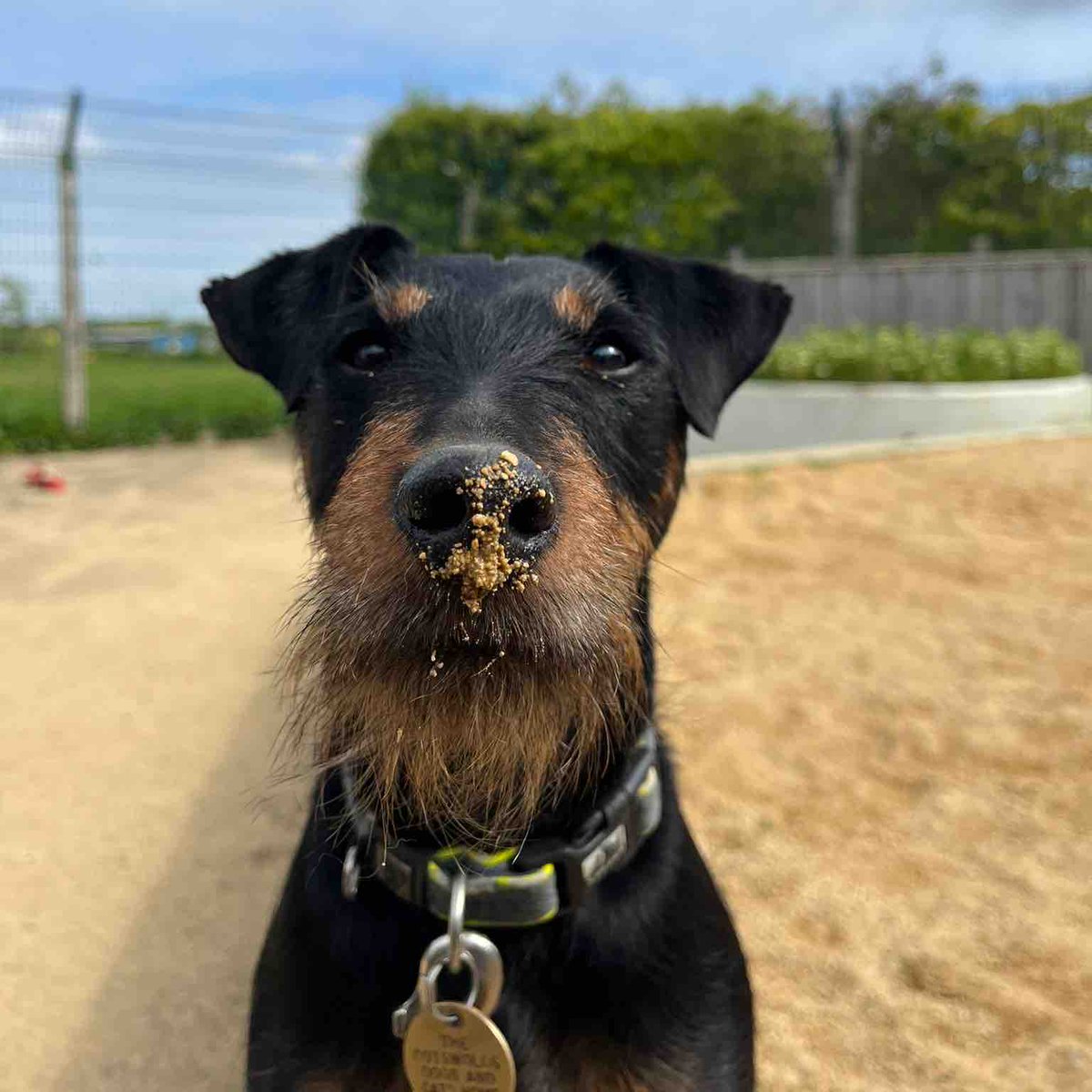 cotsdogscats's tweet photo. Guess whoโs been diggingโฆ Or โGardeningโ as Yoko likes to call it๐
#CotsDogsCats #JagdTerrier #MuddyNose https://t.co/dBQuQDEGlY