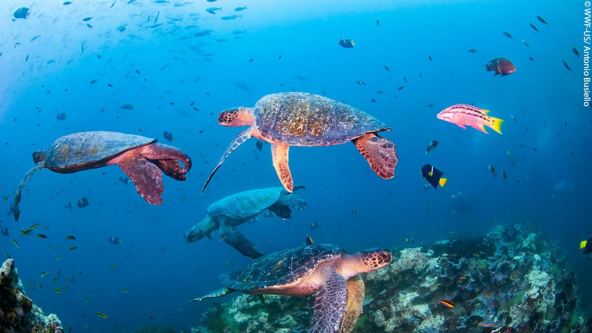 WWF UK tweet media