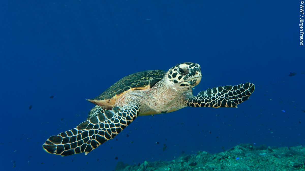 #DYK marine turtles return to nest at the same beaches they hatched from? #WorldSeaTurtleDay

Sadly, these beaches aren’t always safe. But with help from Shellbank, a WWF tool, scientists can use turtle DNA to trace the populations which most need help. 👉shellbankproject.org