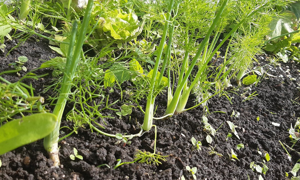 36sandjes's tweet photo. De #venkel doet het goed. Ze komen zelfs spontaan op tussen de worteltjes https://t.co/Og0R6gGaIi