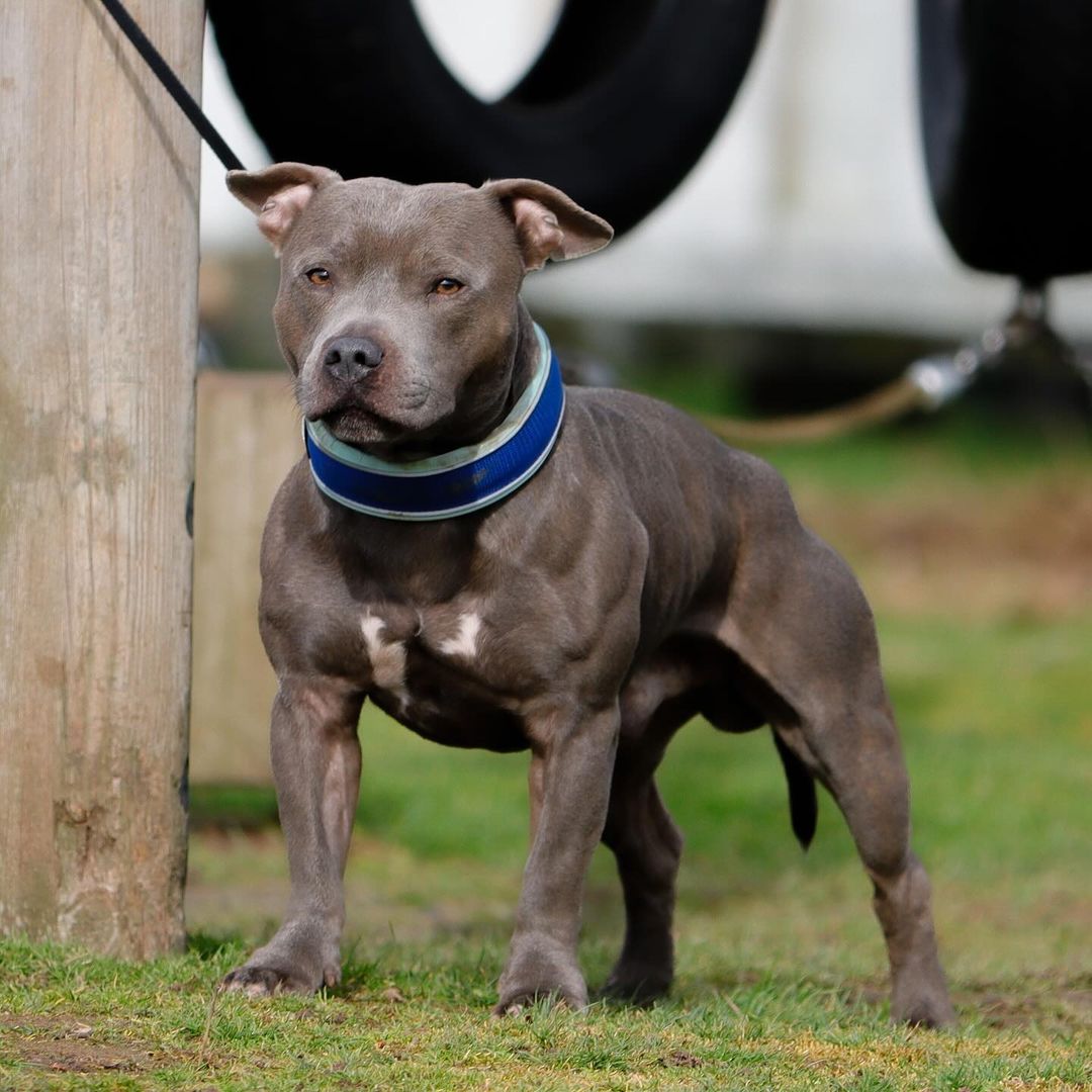 Aris Pedigree tweet media