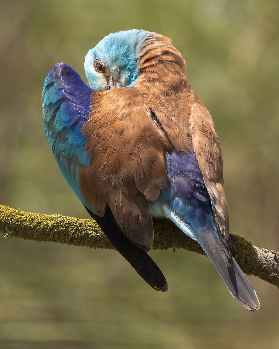 LutfiAltunsu's tweet photo. Happy Eid / Mutlu Bayramlar 

European Roller / Gökkuzgun, Osmaniye, 2021

One of the most attractive migrant birds living in Europe, Middle East, Central Asia and South Africa. They prefer to live around open fields, forest edges and scrublands. https://t.co/NtxhLlszAk