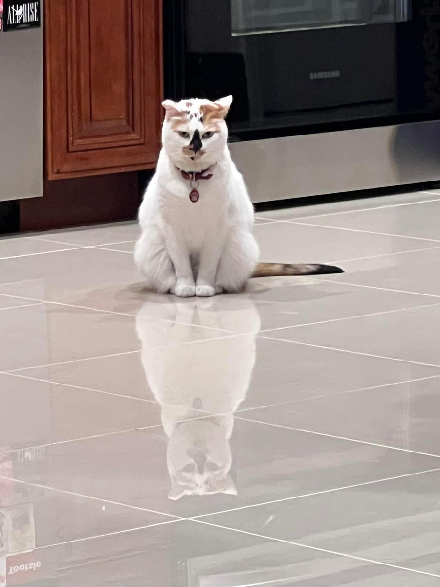 cats with threatening aura (@threateningcat) on Twitter photo 