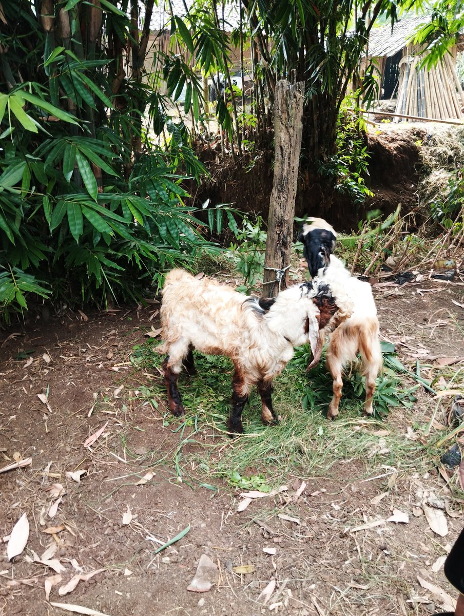 aininurcom's tweet photo. Nih, penampakan dua kambing yang akan diQurbankan besok... 
. 
Tapi Qurban kali ini untuk ibu bapak dulu... InshaAllah next time Qurban atas nama diri sendiri... Bismillah... https://t.co/iToLp88587