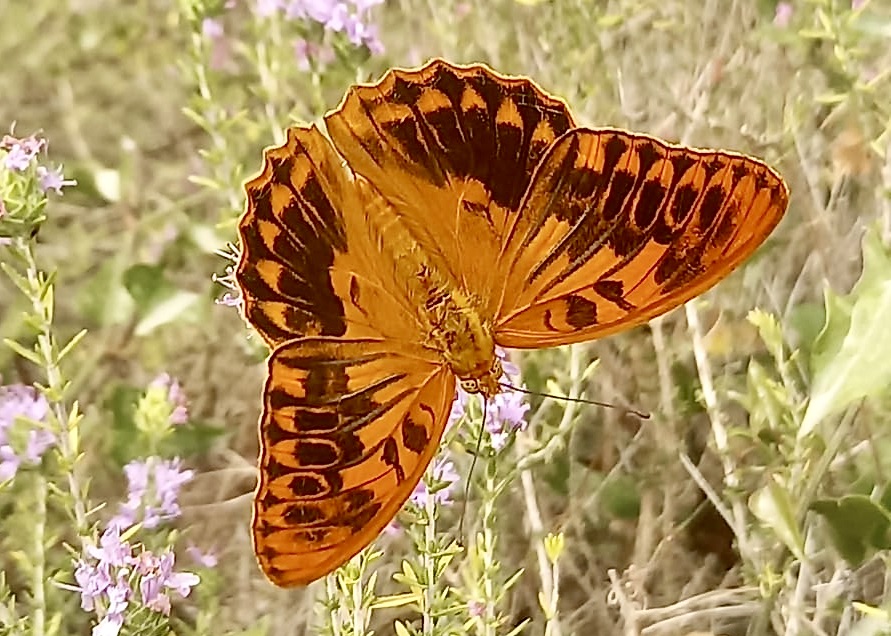 Corfu Butterfly Conservation tweet media