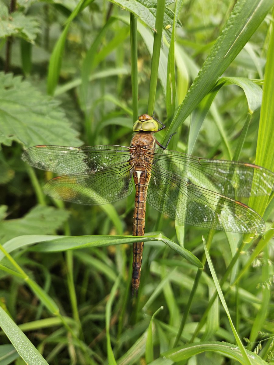 becksmaxgreen's tweet photo. @ehbpollard @BDSdragonflies @Jon_Heath_ We saw one here 👇 last weekend. Also, booming bitterns, cuckoos, a purring turtle dove (photo by @RussJWaldron ) https://t.co/LJZ4Z95o1m