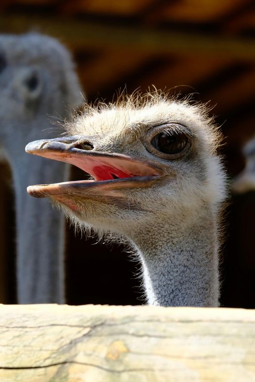 Happy Father's Day! Did you know that male ostriches take turns with the female in incubating their eggs and the male sits on the eggs at night. Once the eggs hatch the male fervently defends the hatchlings from predators and also teaches them how to feed. #happyfathersday2024
